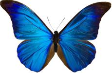 Tại sao không nên ướp xác bướm khô - Bướm bay vào nhà tốt hay xấu