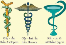 Tại Sao Biểu Tượng Của Ngành Y Dược lại có hình con Rắn, cây Gậy, chiếc Ly và cách phân biệt biểu tượng ngành Y, dược, thương mại.