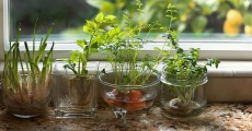 11 loại cây gia vị thường dùng trong nhà bếp chị em nên trồng để khi cần