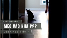 mèo vào nhà là điềm gì ? 