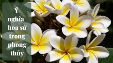 Ý nghĩa đặc biệt của cây hoa sứ trong phong thủy bạn nên biết