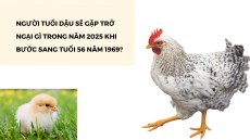 Người tuổi Dậu sẽ gặp trở ngại gì trong năm 2025 khi bước sang tuổi 56 năm 1969?