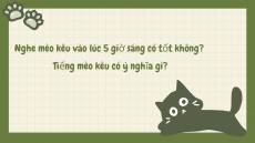 Nghe mèo kêu vào lúc 5 giờ sáng có tốt không? Tiếng mèo kêu có ý nghĩa gì?