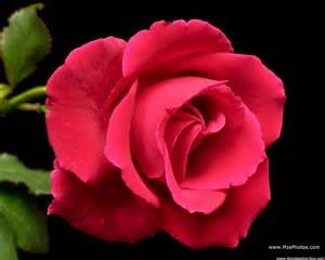 Lễ vu lan báo hiếu và ý nghĩa bông hoa hồng cài áo