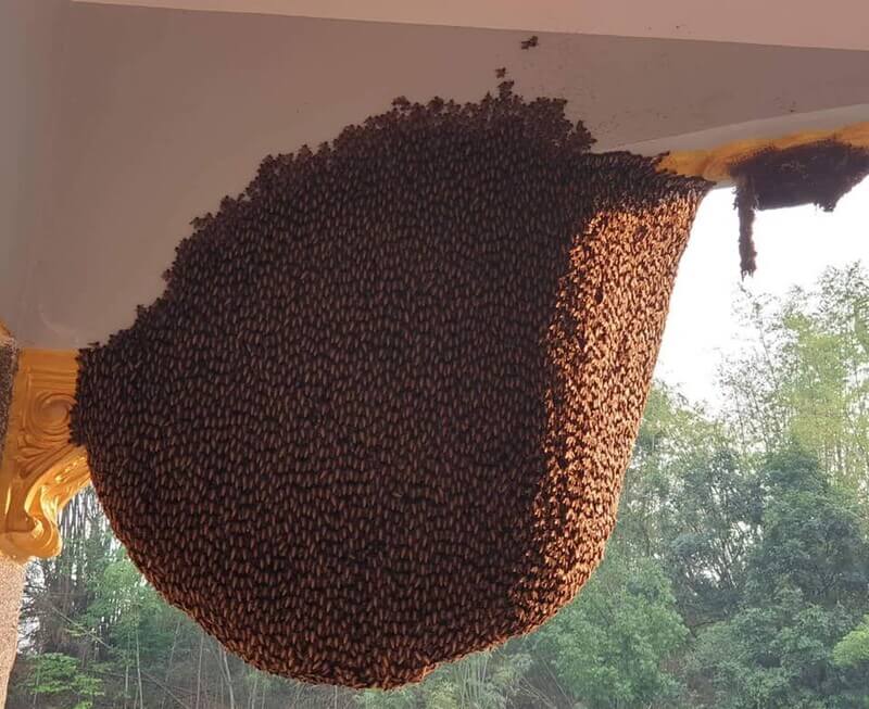 Giải mã ong vào nhà tốt hay xấu chi tiết nhất